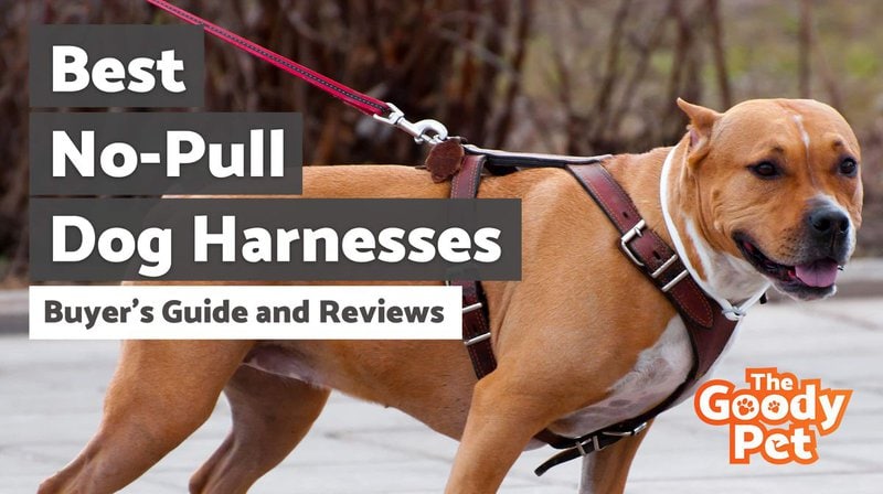 12 Best No Pull Dog Harnesses March 2024 Reviews The Goody Pet