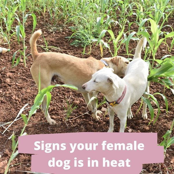 Why Do My Dogs Lick Each Other's Privates? 8 Reasons For This Social