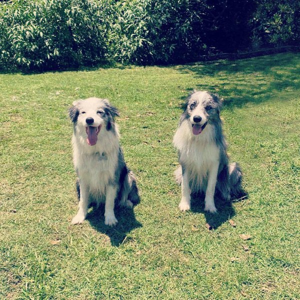 How To Choose A Good Dog Breeder? 13 Green And Red Flags To Look Out