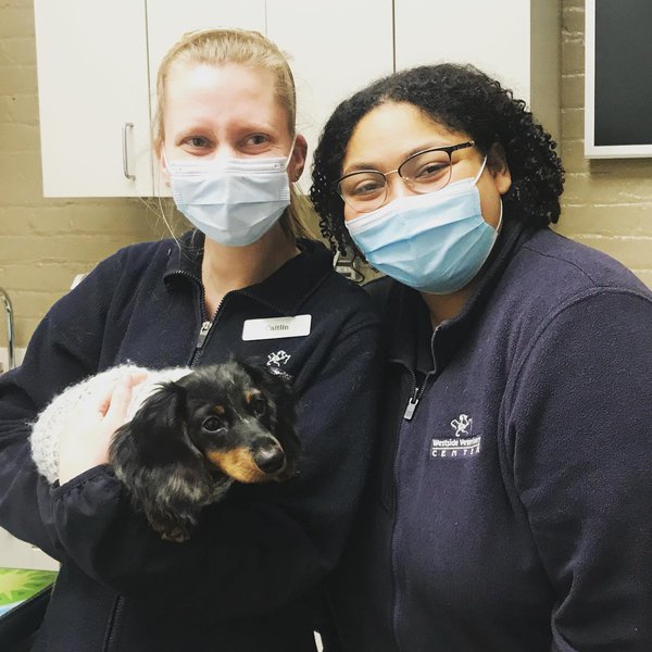 Top 15 Veterinarians In The Bronx, Bronx [Updated 2023] The Goody Pet