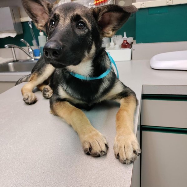 Top 17 Veterinarians In Detroit, Michigan [Updated 2022] The Goody Pet