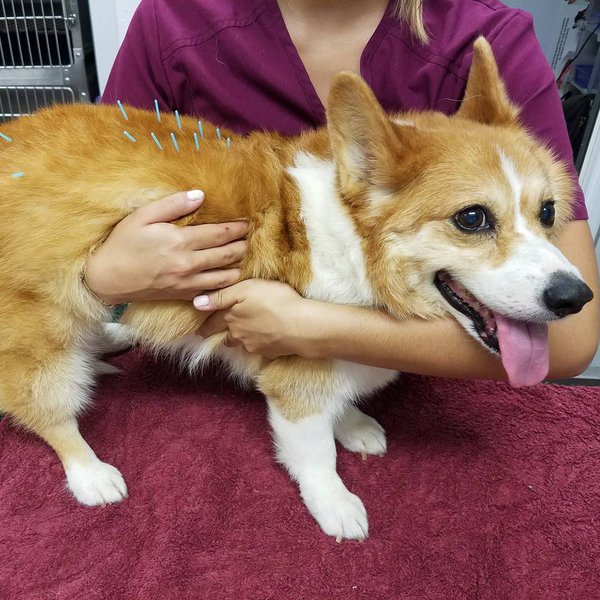 Top Veterinarians In Honolulu, Hawaii [Updated 2023] The Goody Pet