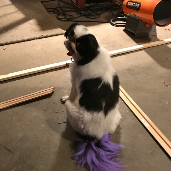 Top 14 Groomers In Memphis, Tennessee [Updated 2023] The Goody Pet