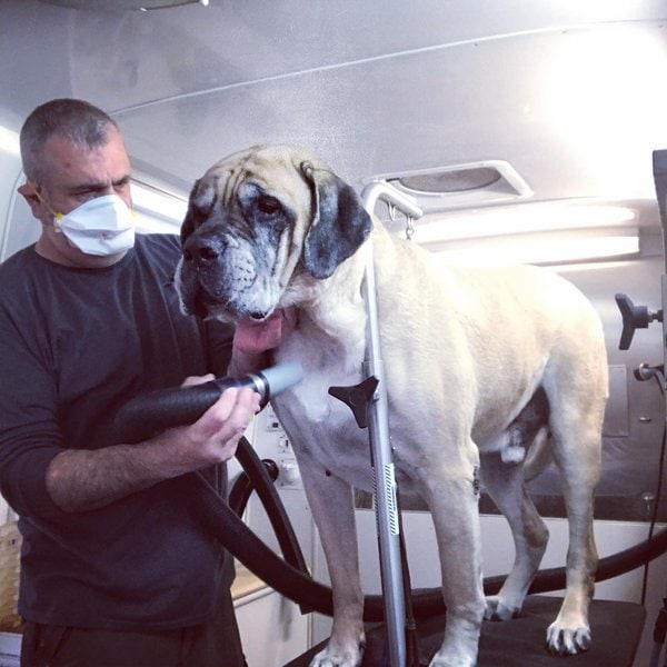 Top 16 Groomers In Staten Island, Richmond [Updated 2023] The Goody Pet