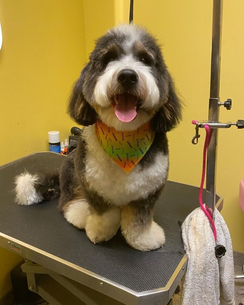 Pet Grooming Salon | Low-Stress Handling CertifiedTM Pet Groomers - The ...