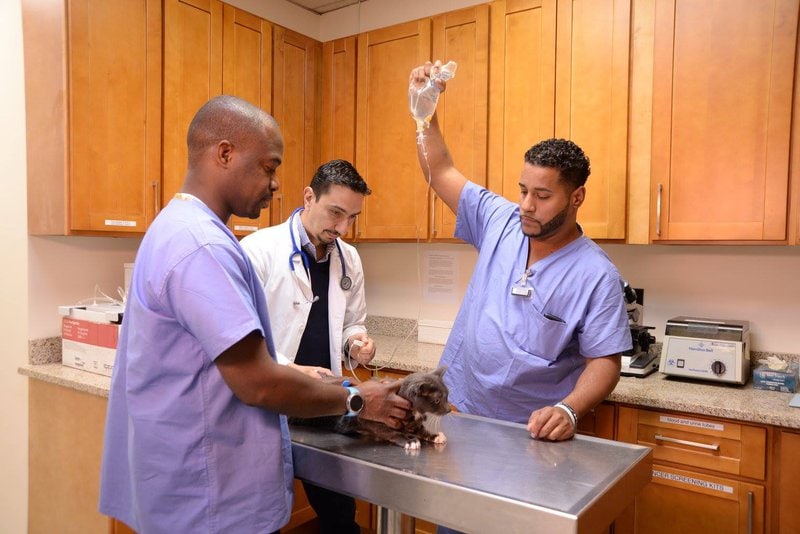 Top 15 Veterinarians In The Bronx, Bronx [Updated 2023] The Goody Pet