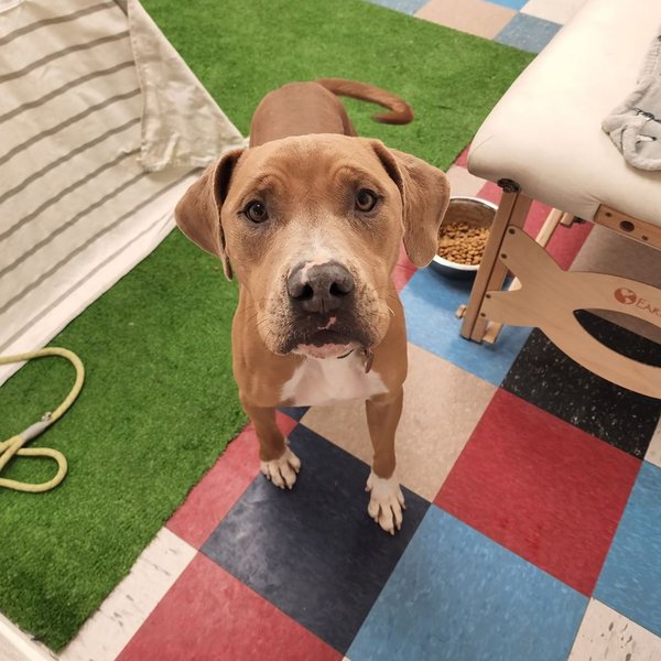 Top 22 Veterinarians In El Paso, Texas [Updated 2022] The Goody Pet