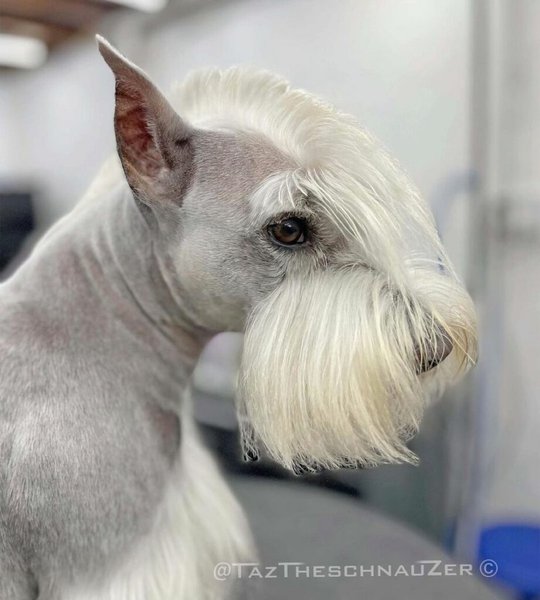 Schnauzer Haircuts Top Styles To Try Them Out Now The Goody Pet