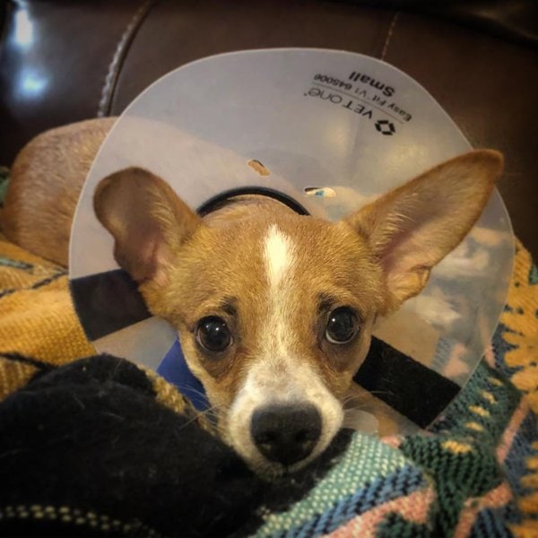 What Painkillers Are Safe For Dogs? FDA Has Approved These XX Pain