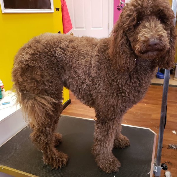 Top 16 Dog Groomers In The Bronx, Bronx [Updated 2022] The Goody Pet