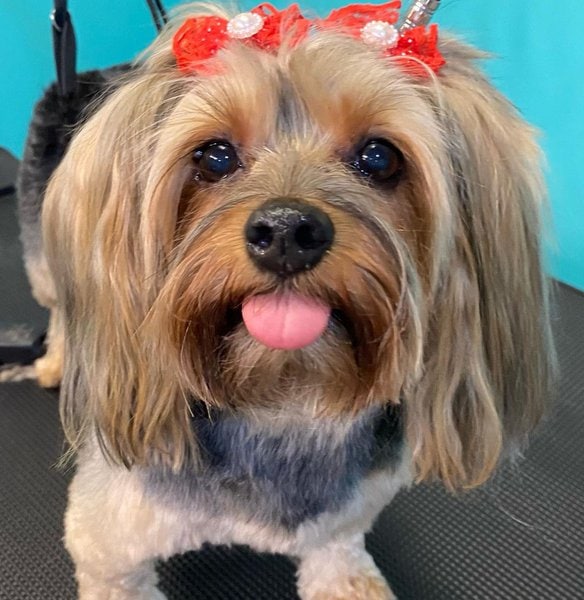 Top 22 Groomers In Las Vegas, Nevada [Updated 2022] The Goody Pet