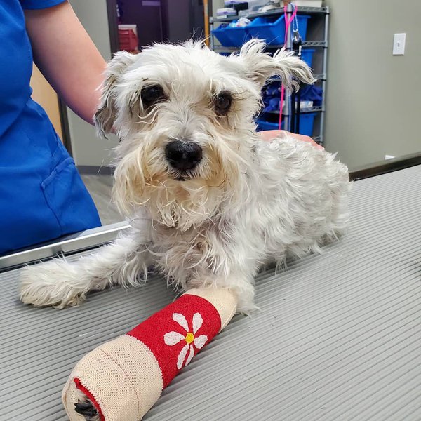 Top 26 Veterinarians In Albuquerque, New Mexico [Updated 2022] The