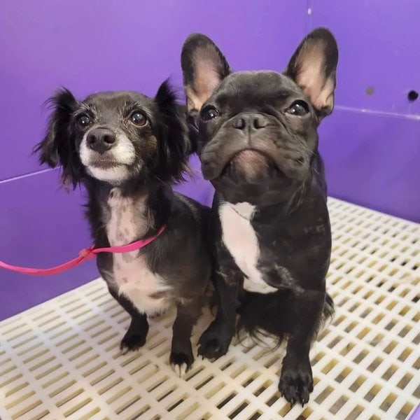 Top 32 Groomers In Phoenix, Arizona [Updated 2023] The Goody Pet