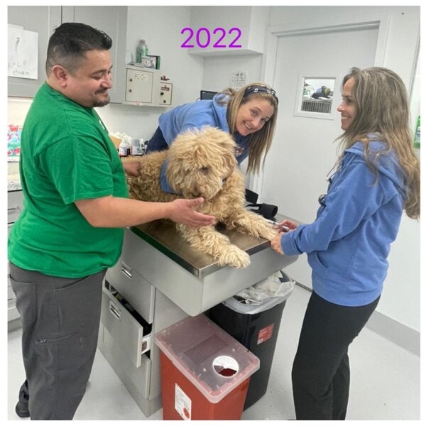 Top 17 Veterinarians In Queens, New York City [Updated 2023] The
