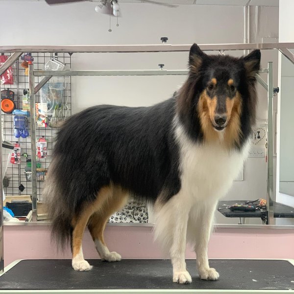 Top 27 Groomers In Queens, New York City [Updated 2022] The Goody Pet