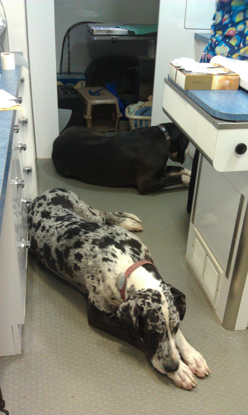 Top 19 Veterinarians In Memphis, Tennessee [Updated 2022] The Goody Pet