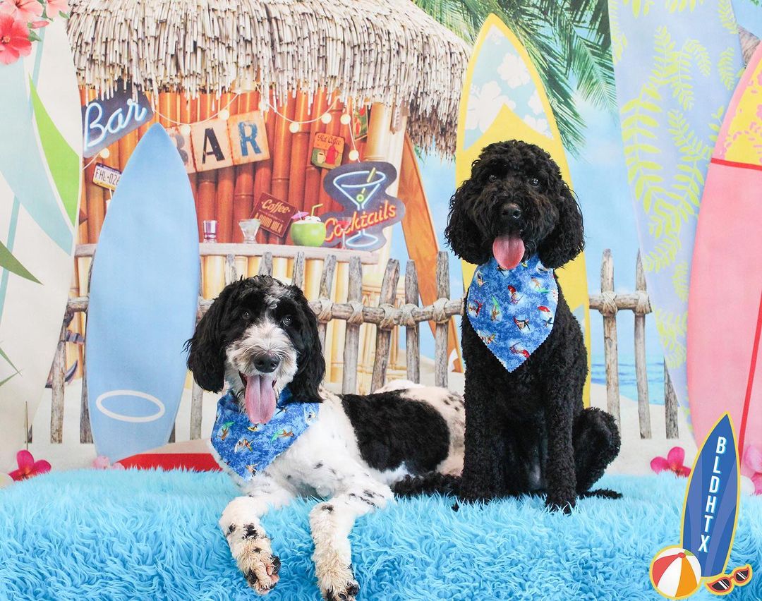 Top 29 Groomers In Houston, Texas [Updated 2022] The Goody Pet