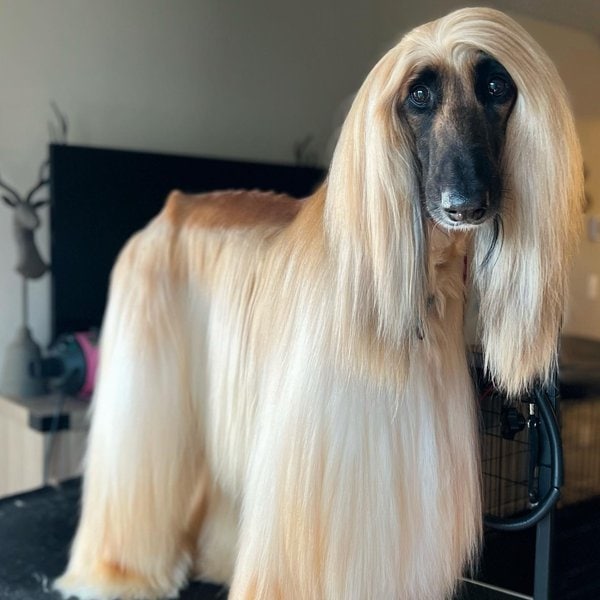 Cat Brush for Shedding, Cat Hair Brush with 3 Modes, Cat Brushes for ...