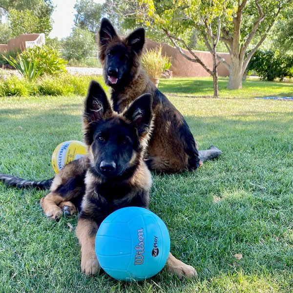 Top 26 Veterinarians In Albuquerque, New Mexico [Updated 2022] The