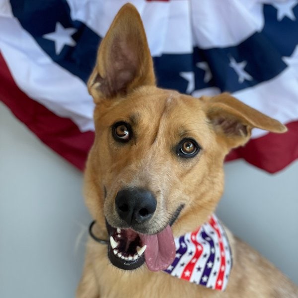 Top 26 Veterinarians In Albuquerque, New Mexico [Updated 2022] The