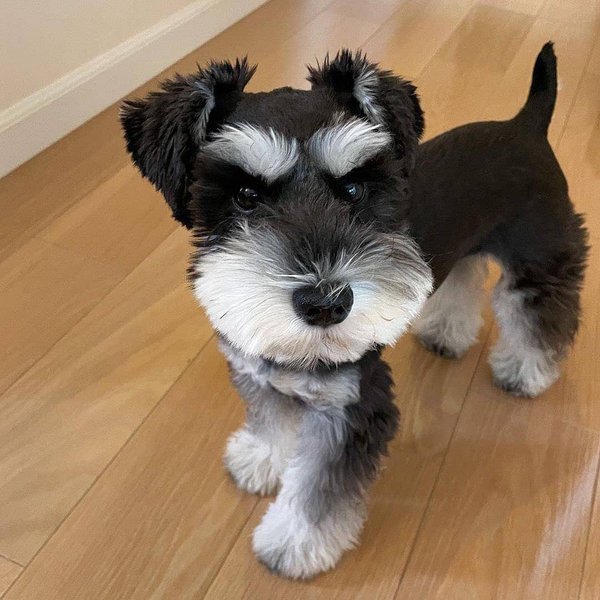 Schnauzer Haircuts Top 23 Styles To Try Them Out Now The Goody Pet