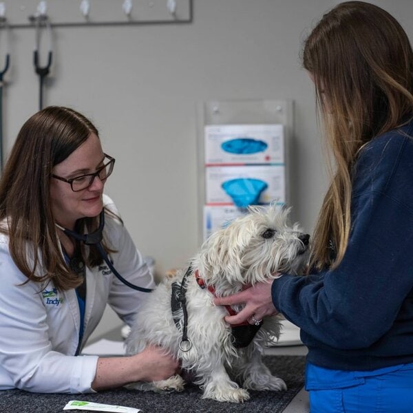 Top 17 Veterinarians In Indianapolis, Indiana [Updated 2022] The
