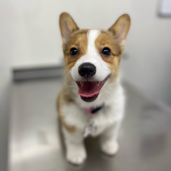 Top 22 Veterinarians In Boston, Massachusetts [Updated 2022] The