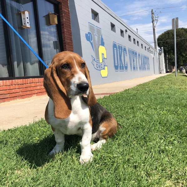 Top 19 Veterinarians In Oklahoma City, Oklahoma [Updated 2022] The