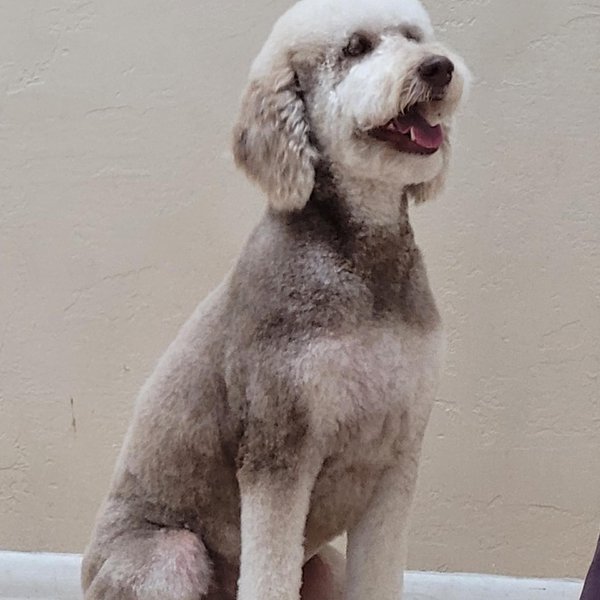 Top 32 Groomers In Phoenix, Arizona [Updated 2023] The Goody Pet