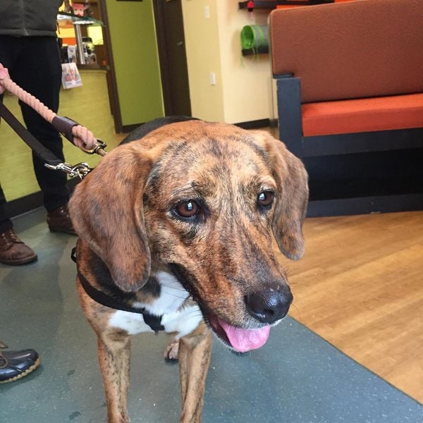 Top 21 Veterinarians In Baltimore, Maryland [Updated 2022] The Goody Pet