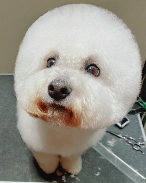 Bichon Frise Haircuts - Top 22 Styles To Try Them Out Now - The Goody Pet