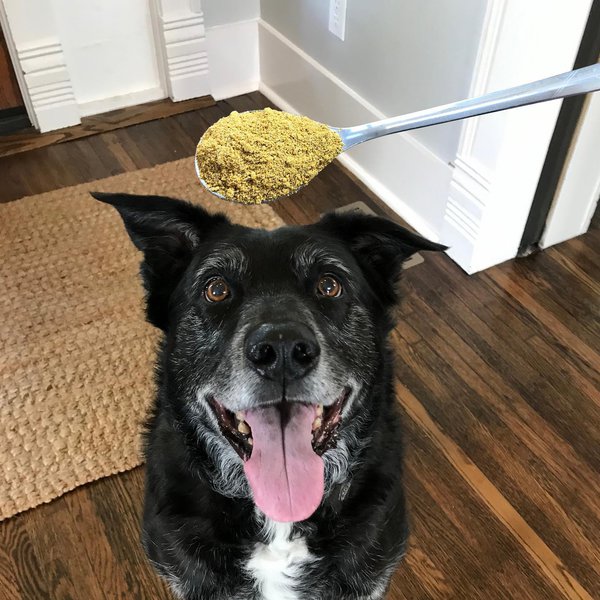 What Painkillers Are Safe For Dogs? FDA Has Approved These XX Pain