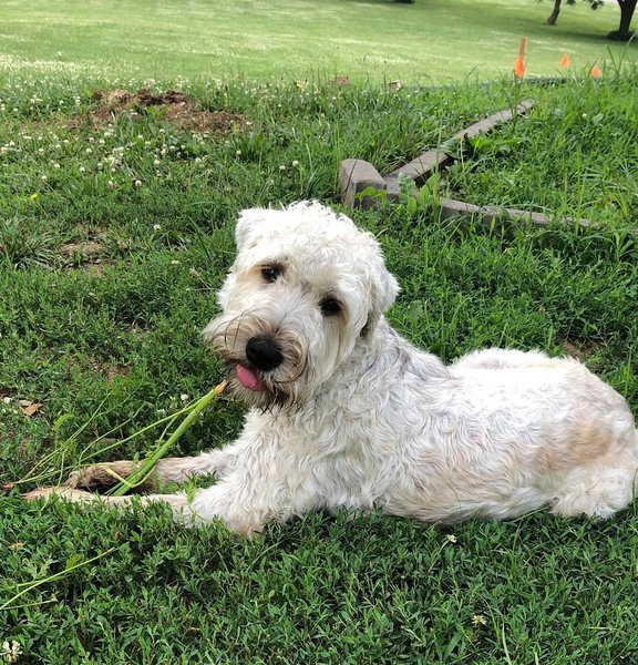 Top 22 Veterinarians In Kansas City, Missouri [Updated 2023] The