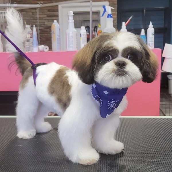 Top 22 Groomers In El Paso, Texas [Updated 2023] The Goody Pet