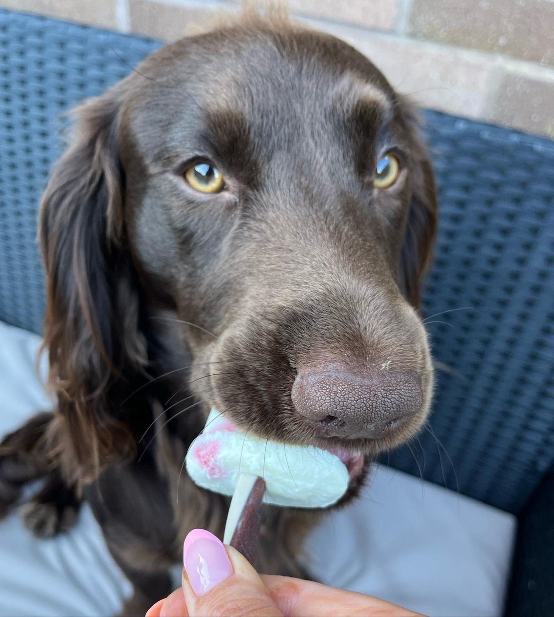 What Kind Of Ice Cream Can Dogs Eat? 22 MustHave Flavors Dogs Enjoy