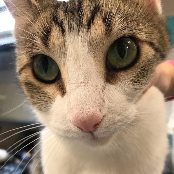 Top 26 Veterinarians In Albuquerque, New Mexico [Updated 2022] The