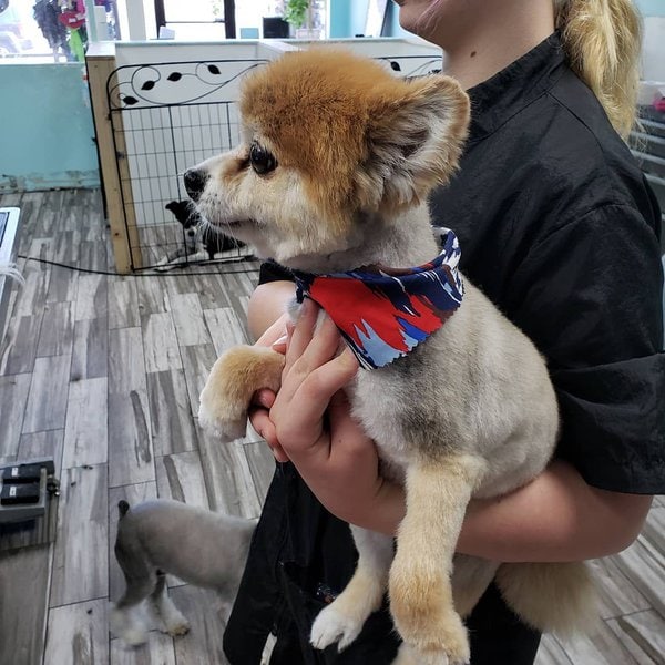 Top 32 Groomers In Phoenix, Arizona [Updated 2023] The Goody Pet