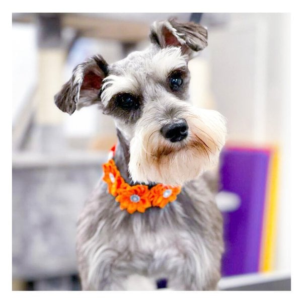 Top 27 Groomers In Queens, New York City [Updated 2022] The Goody Pet