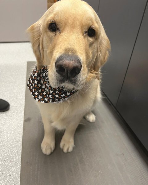 Top 26 Veterinarians In Mesa, Arizona [Updated: 2023] - The Goody Pet