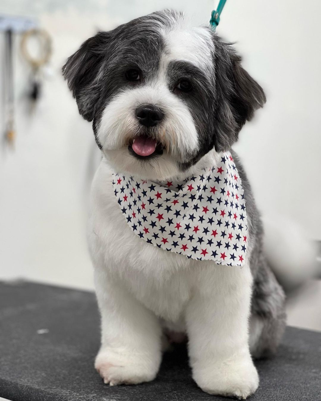 Top 29 Groomers In Houston, Texas [Updated 2022] The Goody Pet