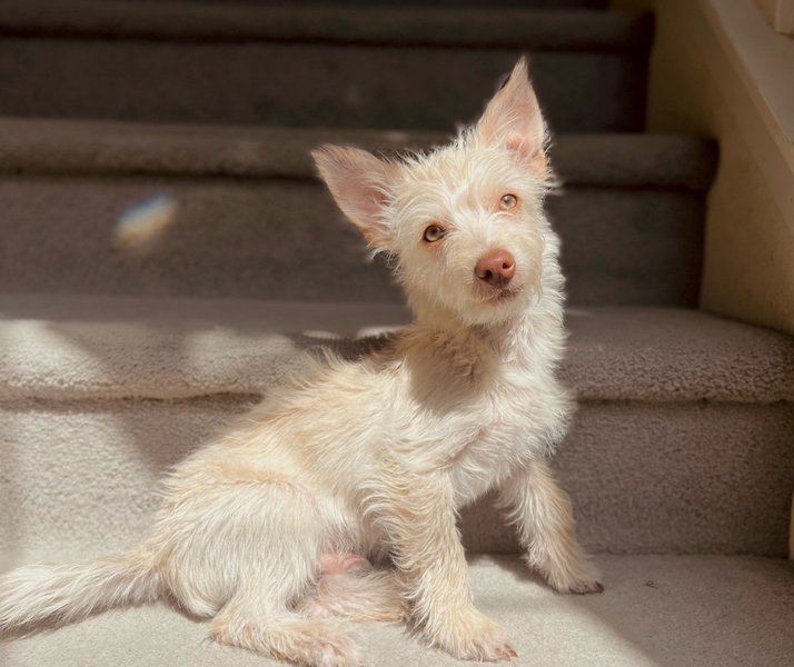 Top 26 Veterinarians In Las Vegas, Nevada [Updated 2022] The Goody Pet