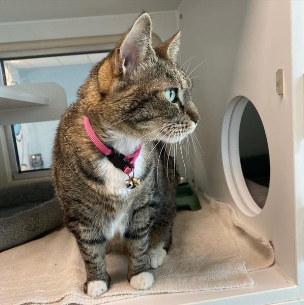 Top 26 Veterinarians In Albuquerque, New Mexico [Updated 2022] The