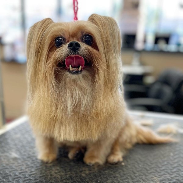 Top 32 Groomers In Phoenix, Arizona [Updated 2023] The Goody Pet