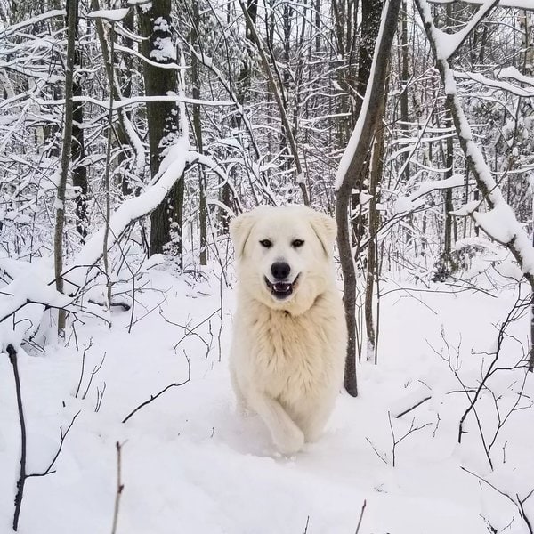 Maremma Sheepdog VS Great Pyrenees The Top 24 Differences You Never Knew The Goody Pet