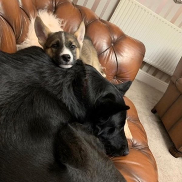 Why Do My Dogs Lick Each Other's Privates? 8 Reasons For This Social