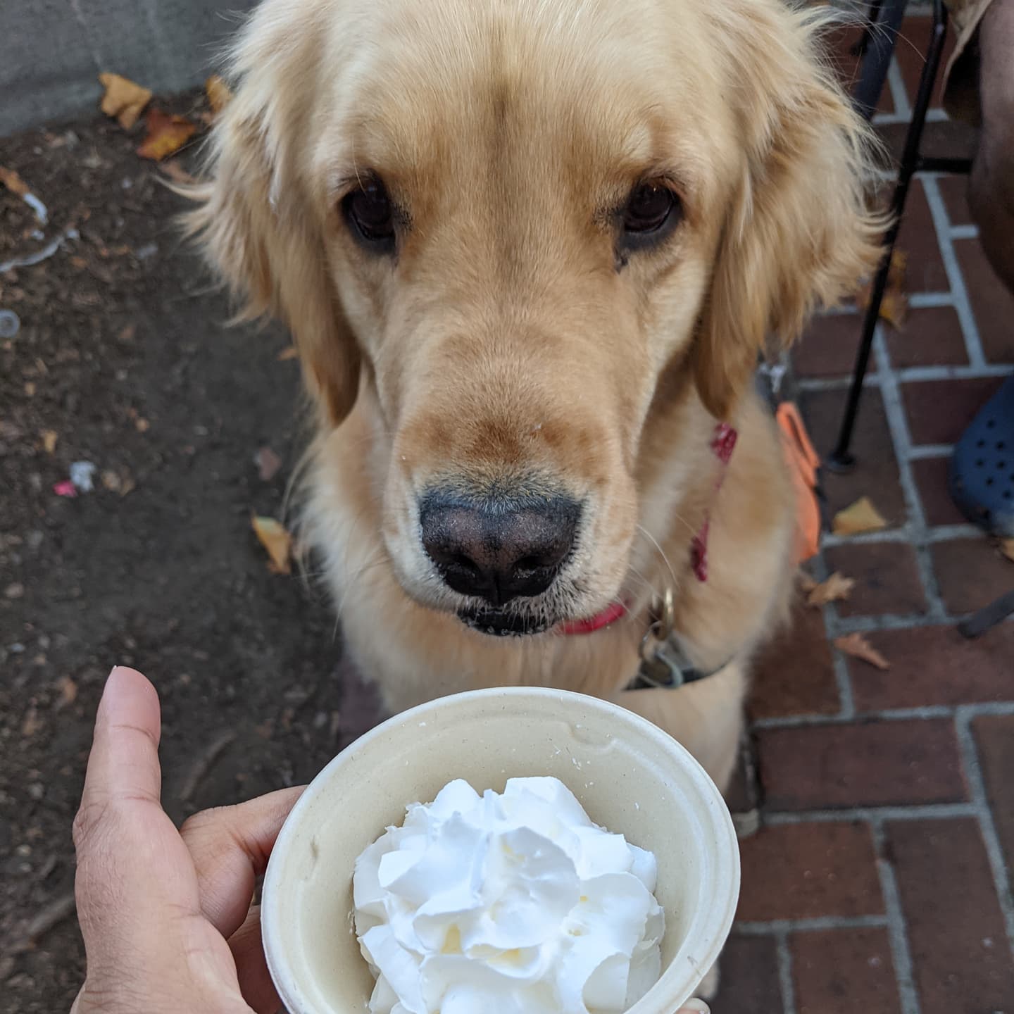 What Kind Of Ice Cream Can Dogs Eat? 22 MustHave Flavors Dogs Enjoy