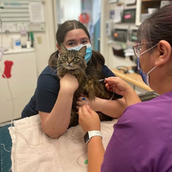 Top 6 Veterinarians In Sandy Springs, [Updated 2024] The