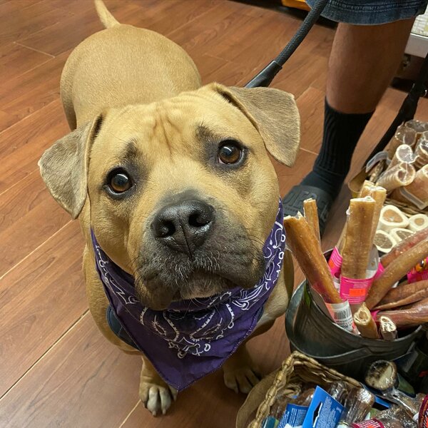 Top 26 Groomers In Brooklyn, New York [Updated 2022] The Goody Pet