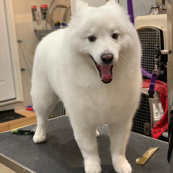 Top 7 Groomers In Everett, Washington [Updated 2023] The Goody Pet