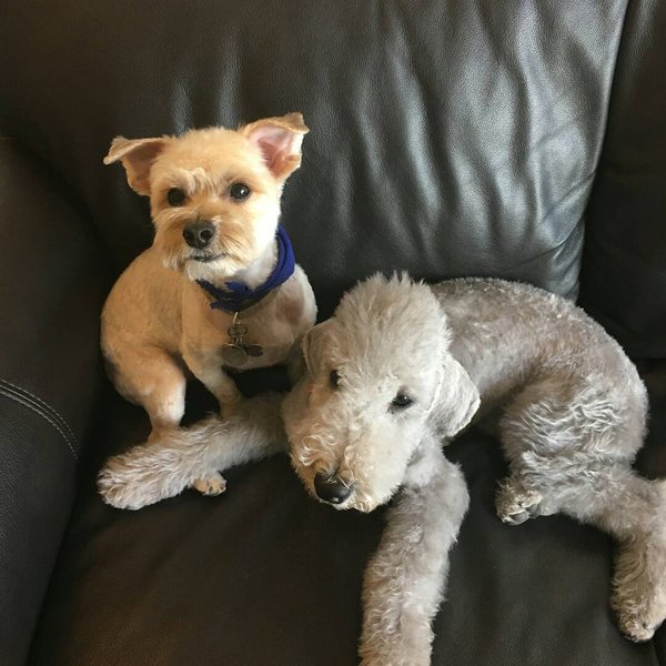 Top 17 Veterinarians In Queens, New York City [Updated 2023] The